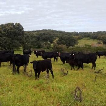 Vacas pastando Julio