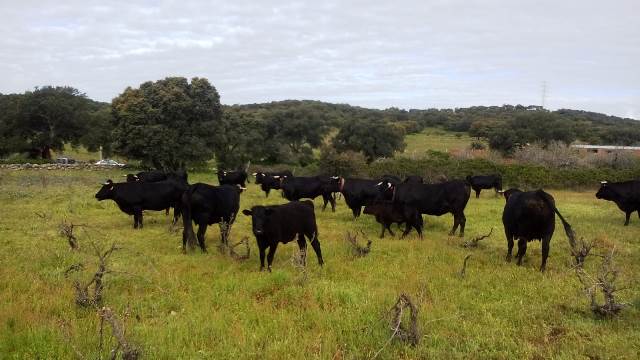 Vacas pastando Julio